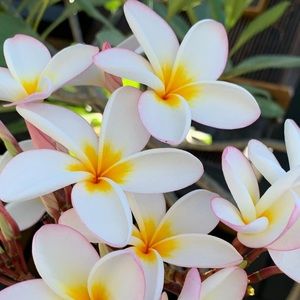 Meet your Posher, Mari